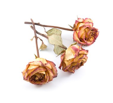 Dry roses clipart