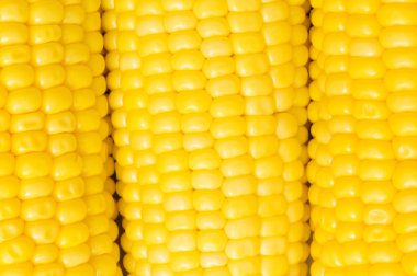 Extreme close up of yellow corn cobs clipart