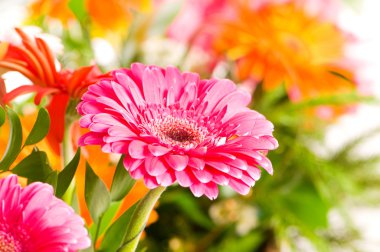 Red gerbera flower clipart