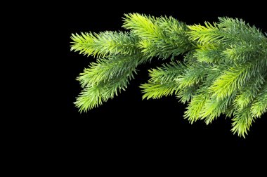 Christmas tree isolated on the black clipart