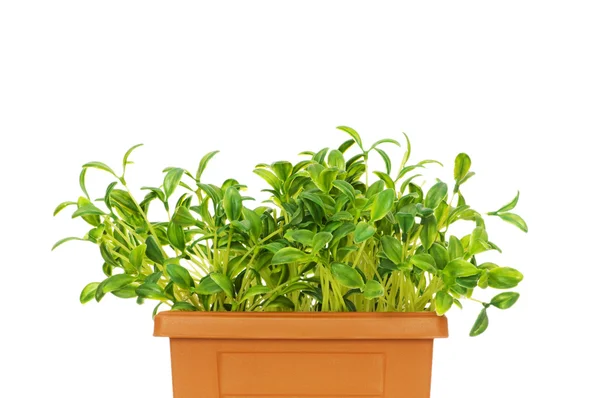 Green seedlings growing in the clay pot — Stock Photo, Image