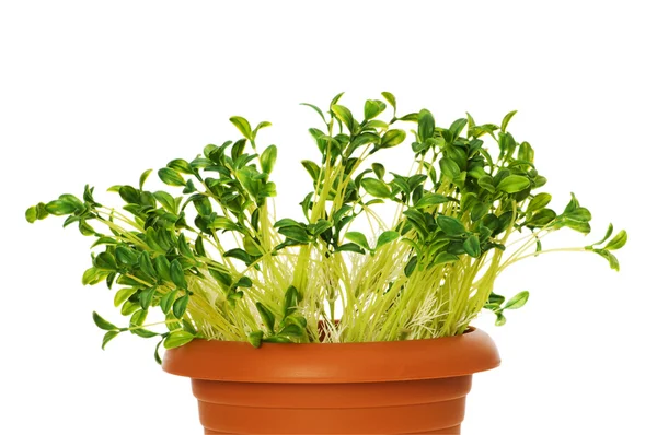 粘土の鍋で成長している緑の苗 — ストック写真