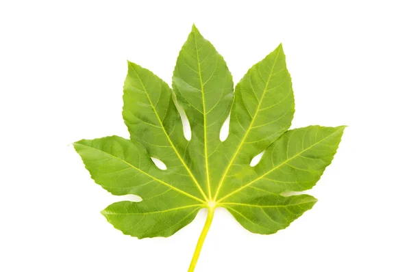 Зеленый фиговый лист, изолированный на белом — стоковое фото