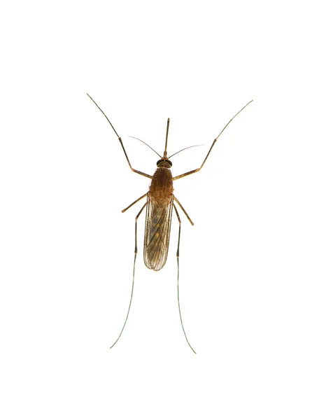 Primer plano de mosquitos aislados —  Fotos de Stock