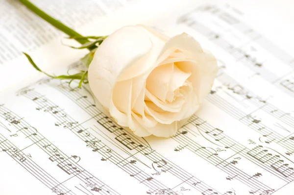 Rosa branca na página de notas musicais — Fotografia de Stock