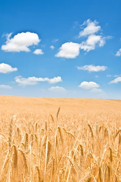 Campo di grano nella luminosa giornata estiva — Foto Stock