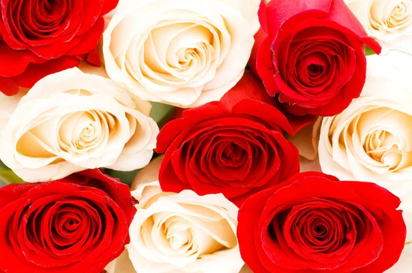Pozadí červené a bílé růže — Stock fotografie