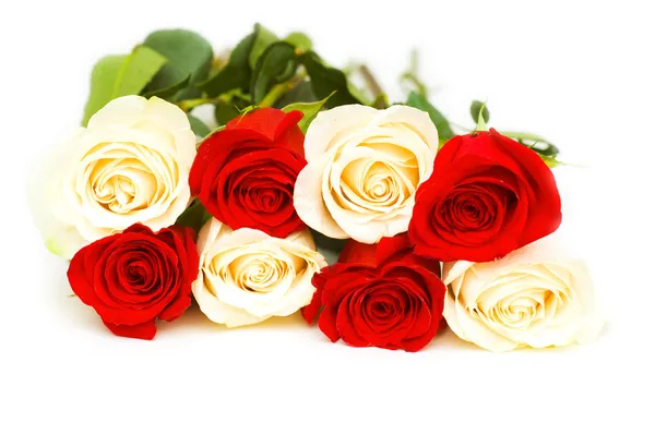 Красные и белые розы изолированы на белом — стоковое фото