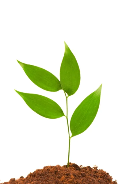 Nuovo concetto di vita con ramo verde — Foto Stock