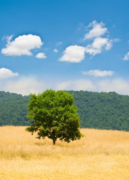 Buğday alanında yalnız ağaç — Stok fotoğraf
