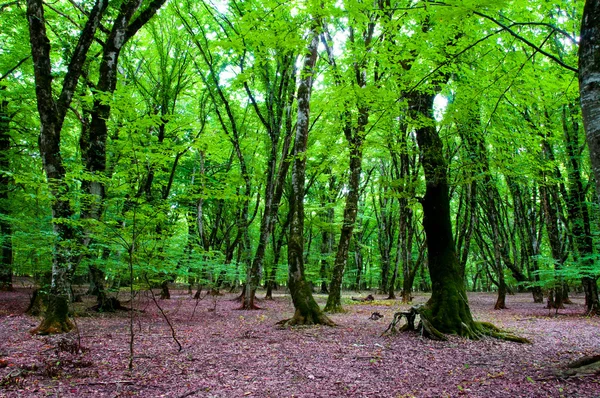 Natuur concept - groene bos — Stockfoto