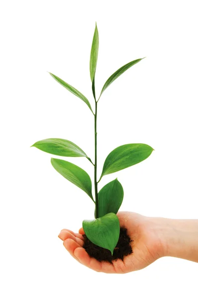 Green seedling in hand isolated on white — Stock Photo, Image