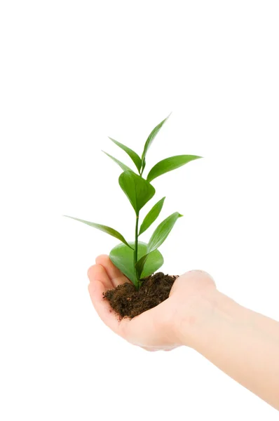 Green seedling in hand isolated on white — Stock Photo, Image