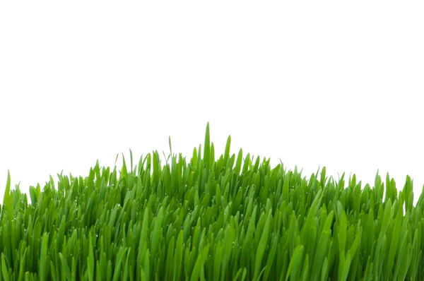Grönt gräs isolerat på vita — Stockfoto