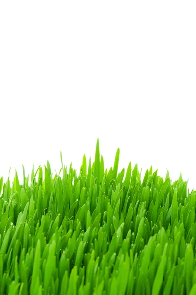 Grama verde isolada no branco — Fotografia de Stock