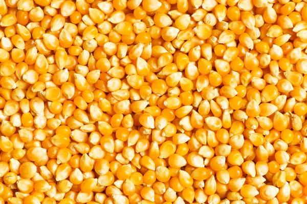 Grãos de milho brilhantes — Fotografia de Stock