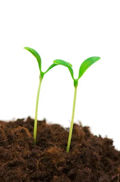 Two seedlings illustrating the concept o Royalty Free Stock Images