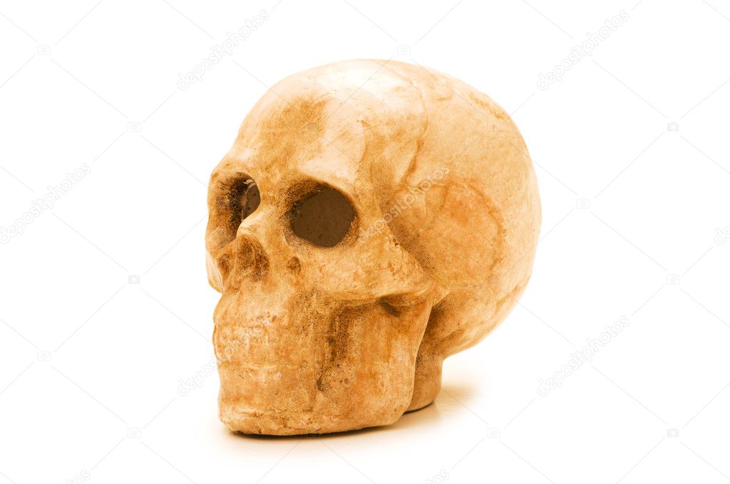 Human skull isolated on the white