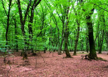 doğa kavramı - yeşil orman