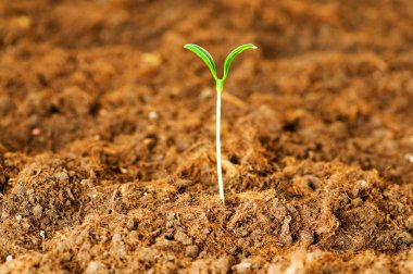 New life concept - green seedling growin clipart
