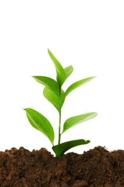 New life concept - green seedling growin clipart