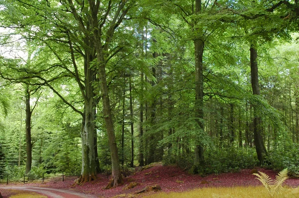Floresta verde e estrada nas Highlands — Fotografia de Stock