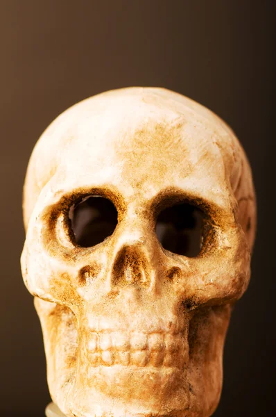 Crânio humano contra fundo escuro — Fotografia de Stock