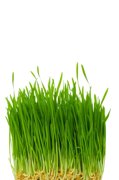 緑の草、白で隔離されます。 — ストック写真
