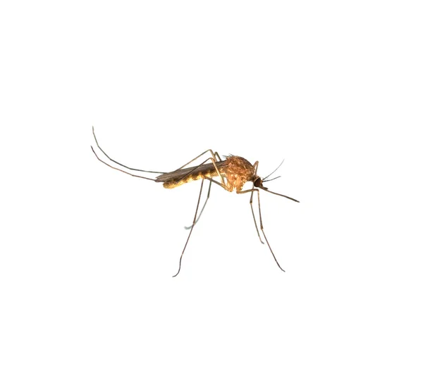 Close-up de moquito — Fotografia de Stock