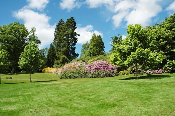 Trees and lawn on a bright summer day — Stock Photo, Image