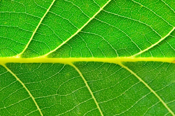 Zeer extreme close-up van groene verlof — Stockfoto