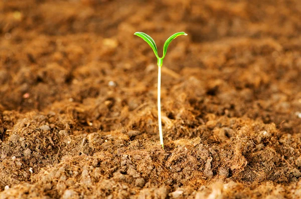 Nieuwe leven concept - groene zaailing growin — Stockfoto