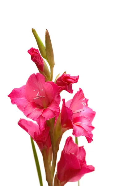 Red gladiolus isolated on the white back — Stock Photo, Image