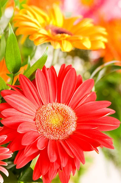 Red gerbera flower agaisnt green blurred — Stock Photo, Image