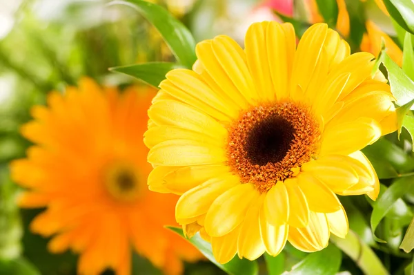 Amarelo gerbera flor agaisnt borrão verde — Fotografia de Stock