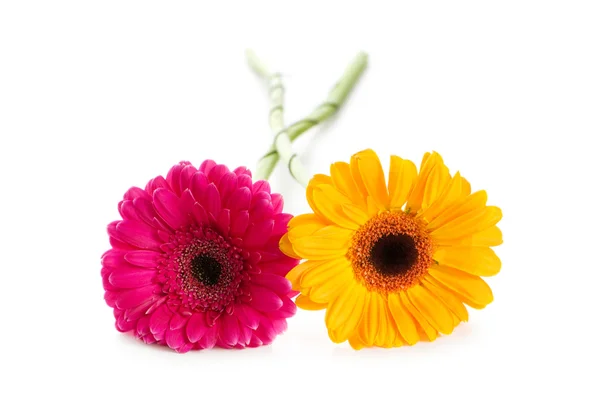Two gerbera flowers isolated on the whit — Stock Photo, Image