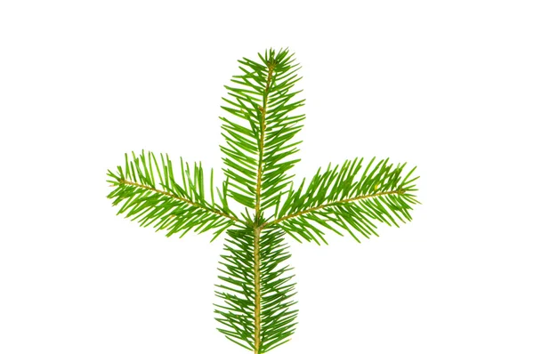 Зеленый лист, выделенный на белом бэкгро — стоковое фото
