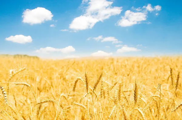 Пшеничное поле в яркий летний день — стоковое фото