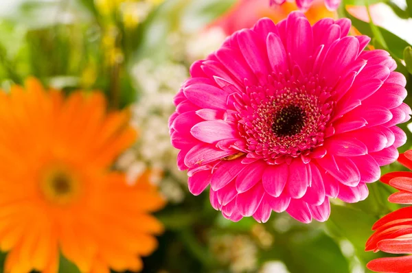 Red gerbera flower agaisnt green blurred Royalty Free Stock Photos