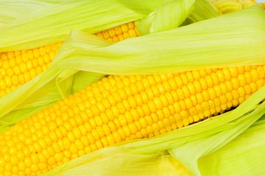 Extreme close up of yellow corn cobs clipart