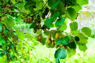 Big cluster of kiwi fruit on the tree clipart