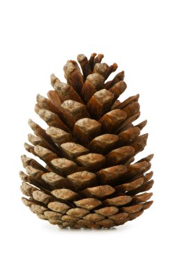 Dry cone isolated on the white clipart