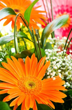 Orange gerbera flower clipart