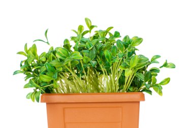 Green saplings growing in the clay pot clipart