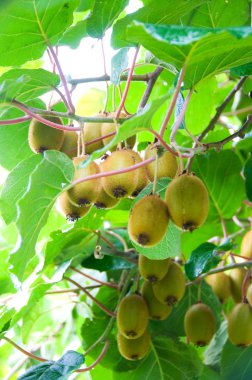 Big cluster of kiwi fruit on the tree clipart