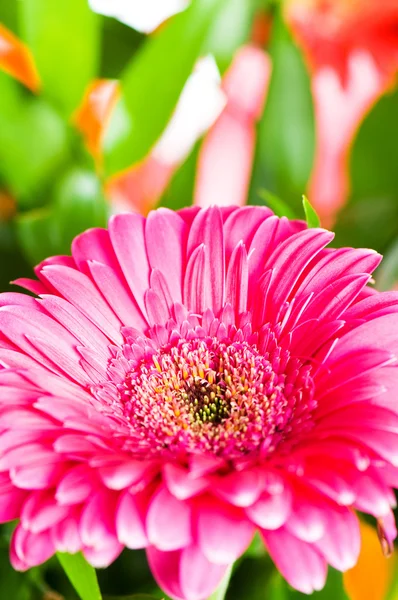 Gerbera fiori — Foto Stock