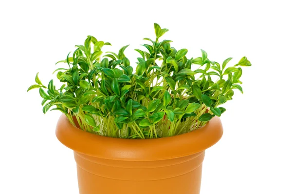 Grüne Setzlinge wachsen im Tontopf — Stockfoto