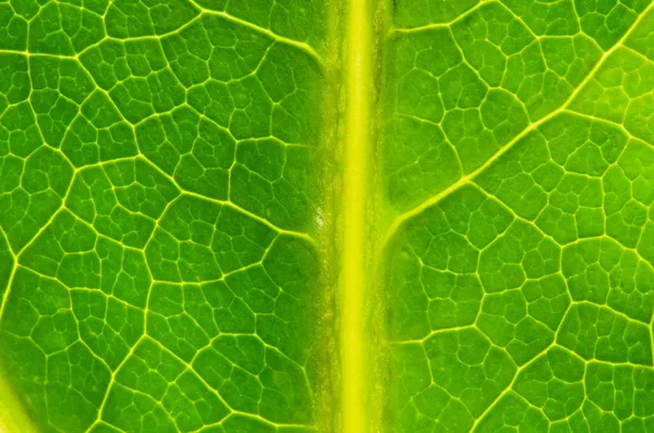 Mycket extrema närbild av gröna lämnar — Stockfoto