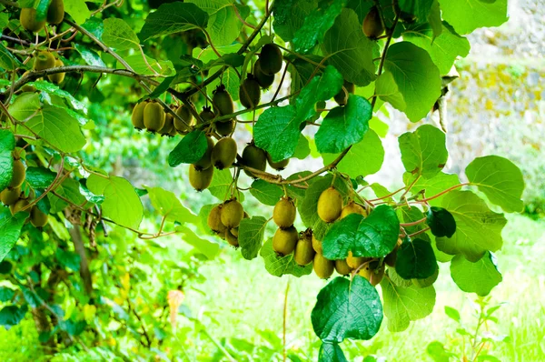 Stora kluster av kiwifrukt på träd — Stockfoto