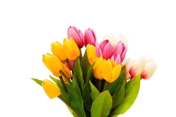 Tulipes colorées isolées sur le blanc — Photo